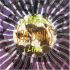BAD BRAINS SPIRIT ELECTRICITY Picture
